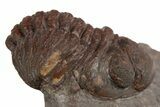 Red Austerops Trilobite - Hmar Laghdad, Morocco #315740-2